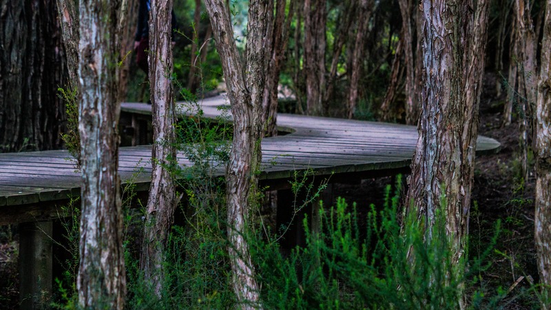landscape-tree-nature-forest-outdoor-swamp-1350272-pxhere.com.jpg
