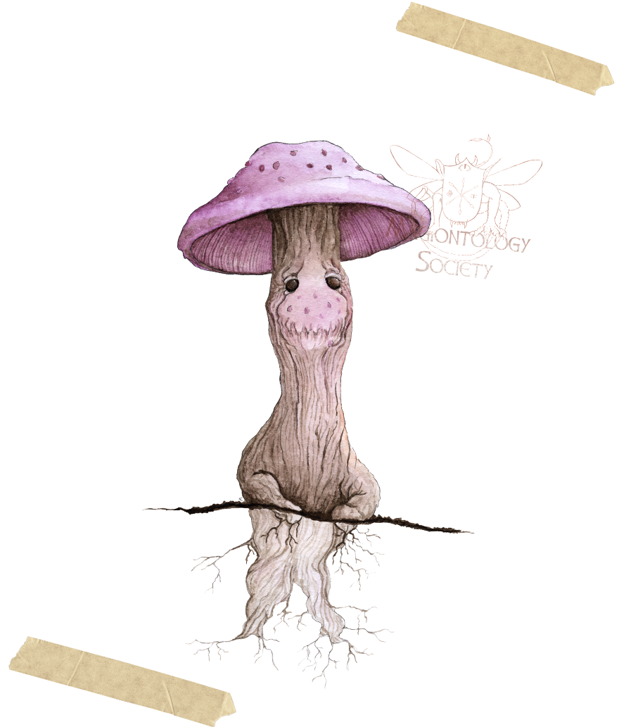 Viātrīx purpurea - form pic.png