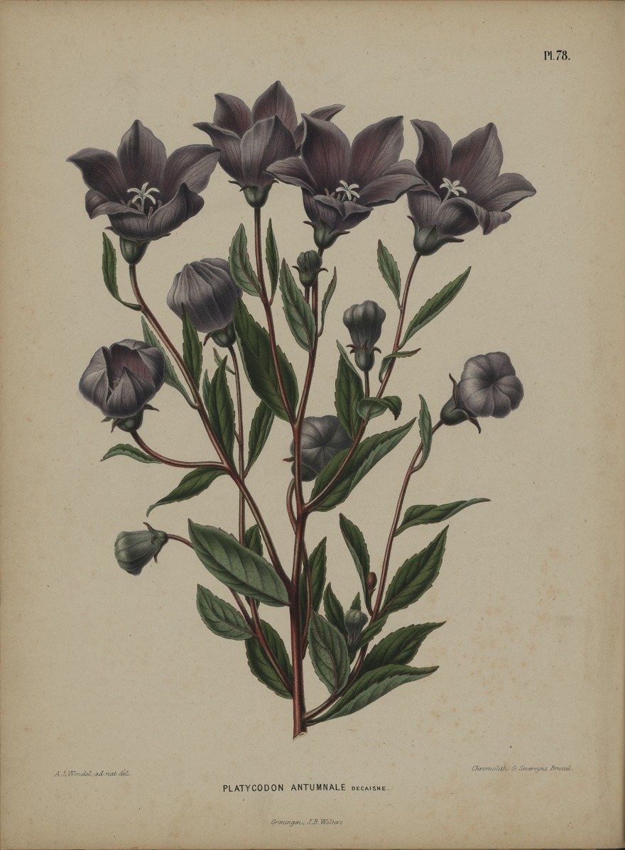 Bellflower illustration from 1868