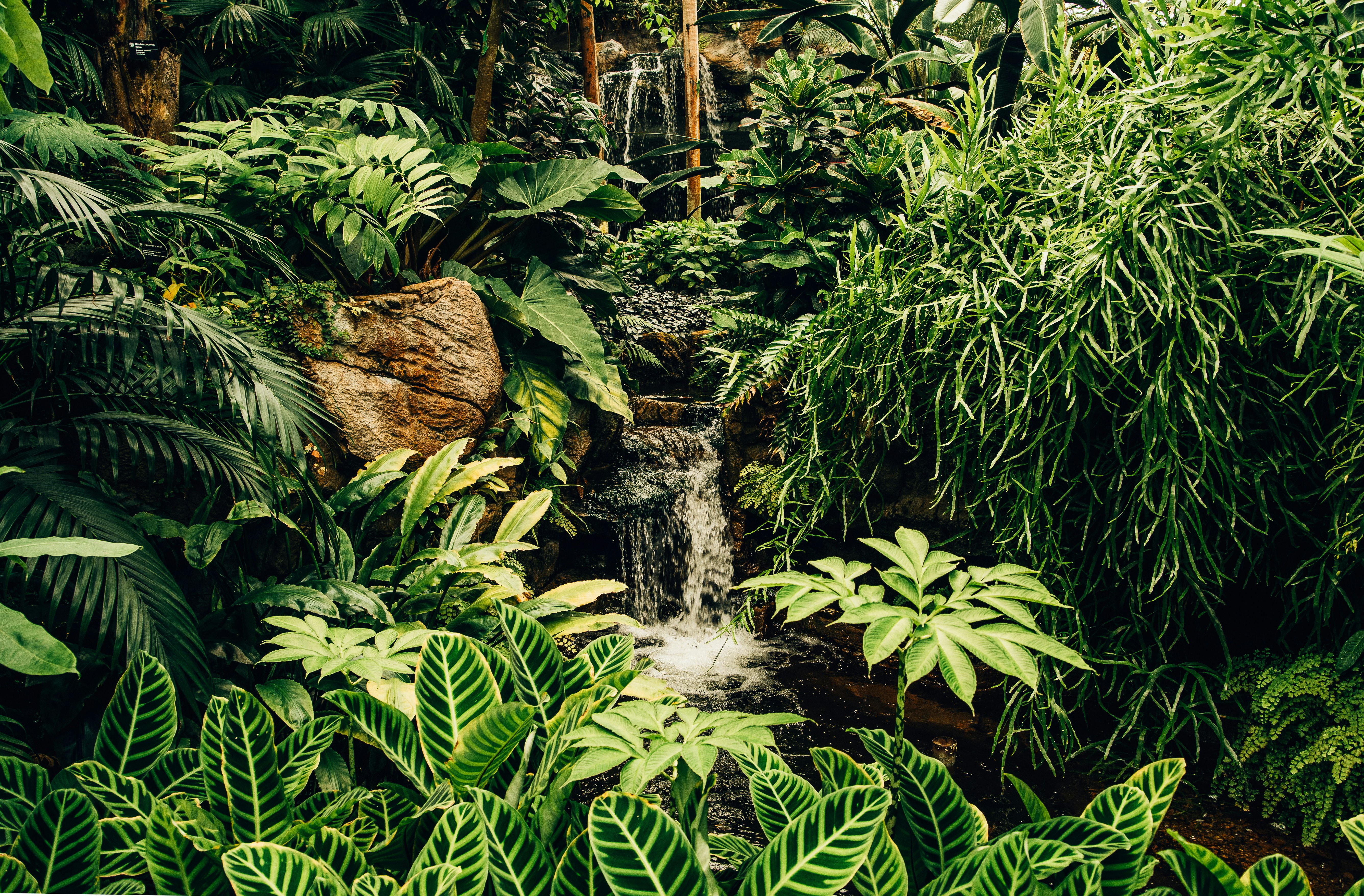 tropical plants