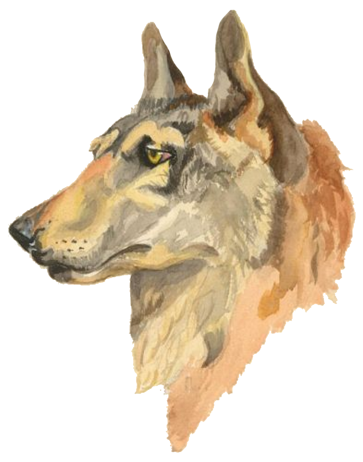 Benikio Benikio