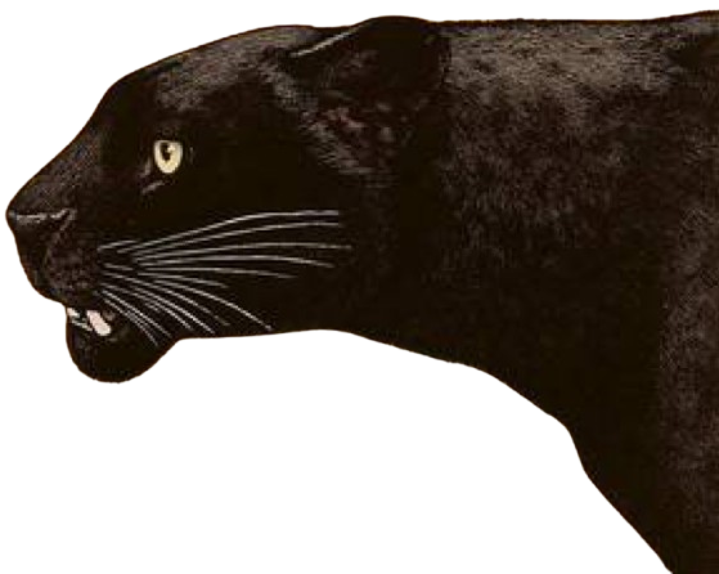 Damyomhikir Panther Head