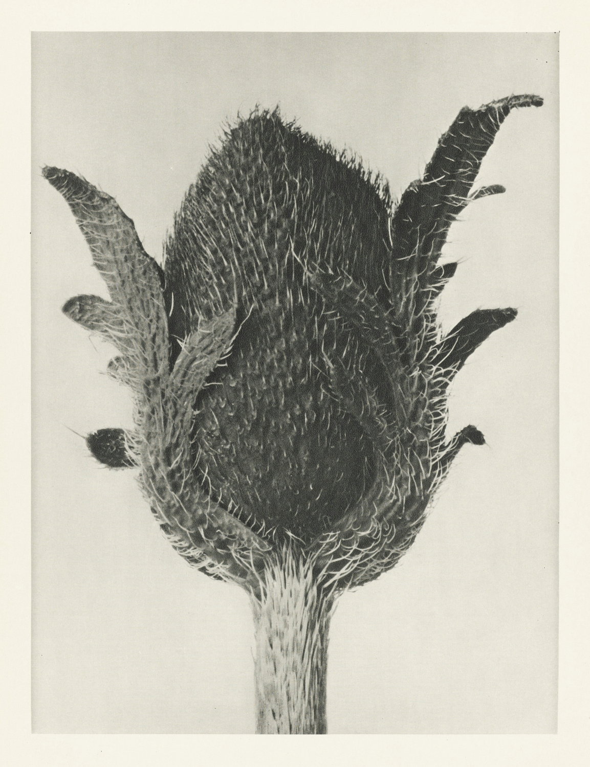 Oriental Poppy Upside Down