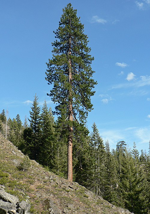 Pinopsida Tree Ponderosa pine Species in PSball's Wikipedia IV | World Anvil