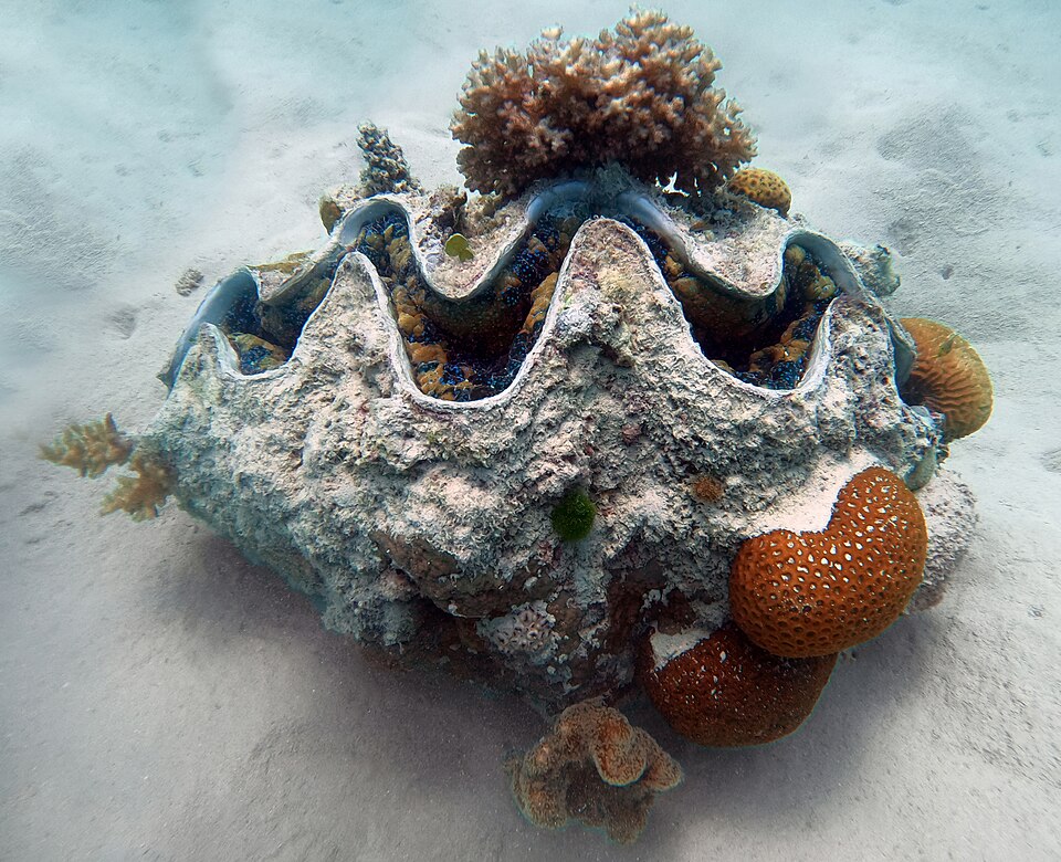 Giant clam Species in PSball's Wikipedia IV | World Anvil