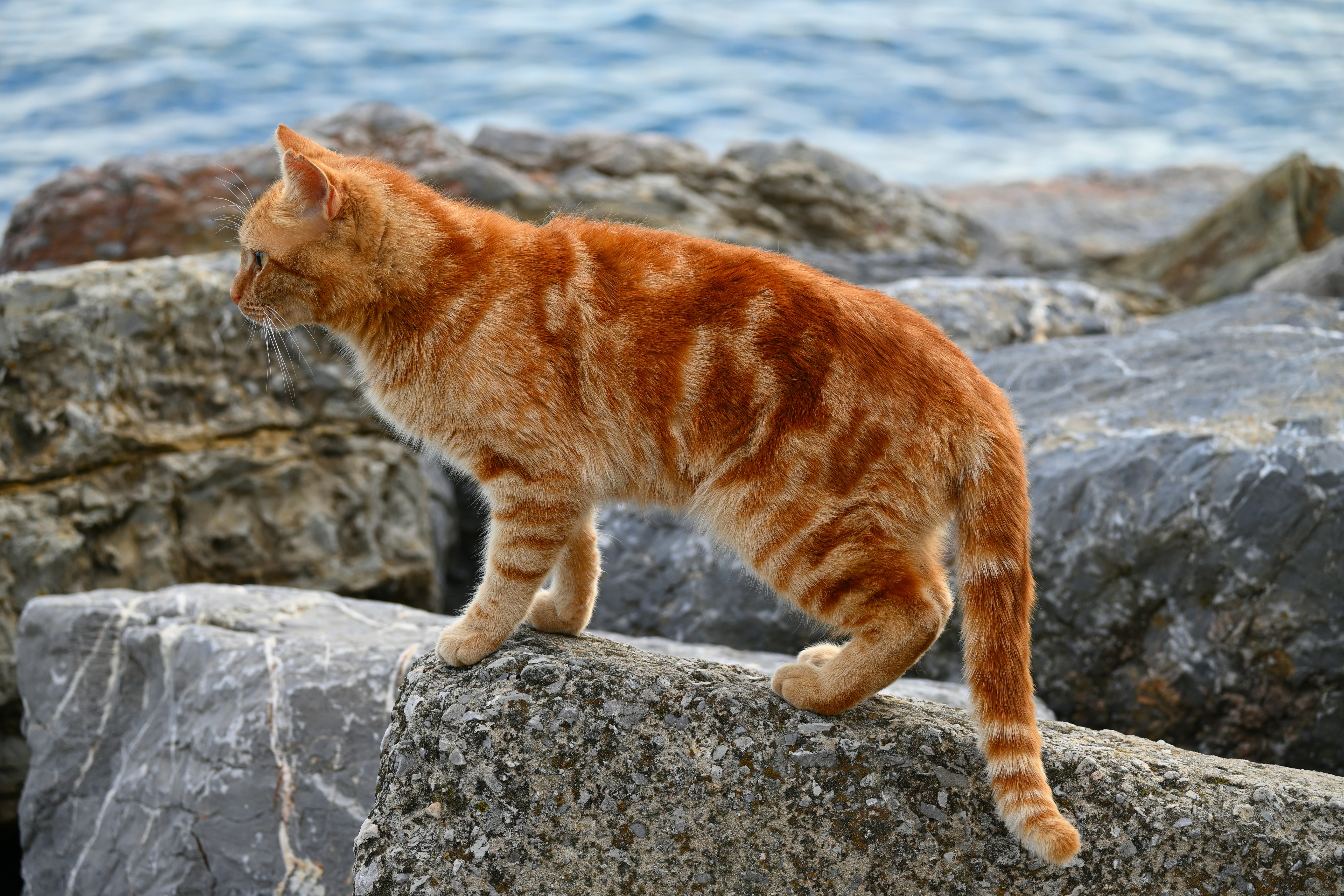 Roger the Red exploring the shoreline