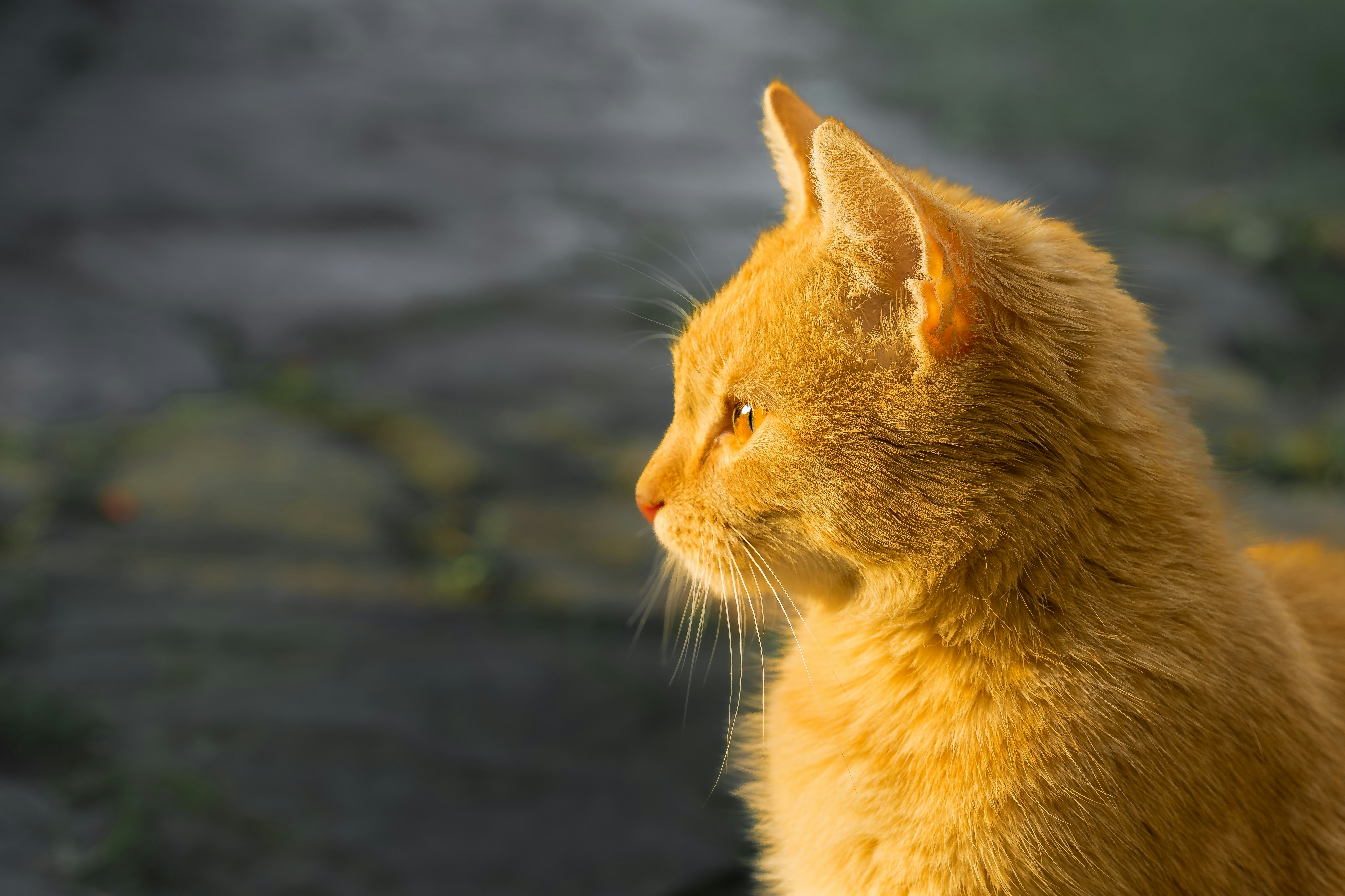 A young Roger II staring into the Sunset