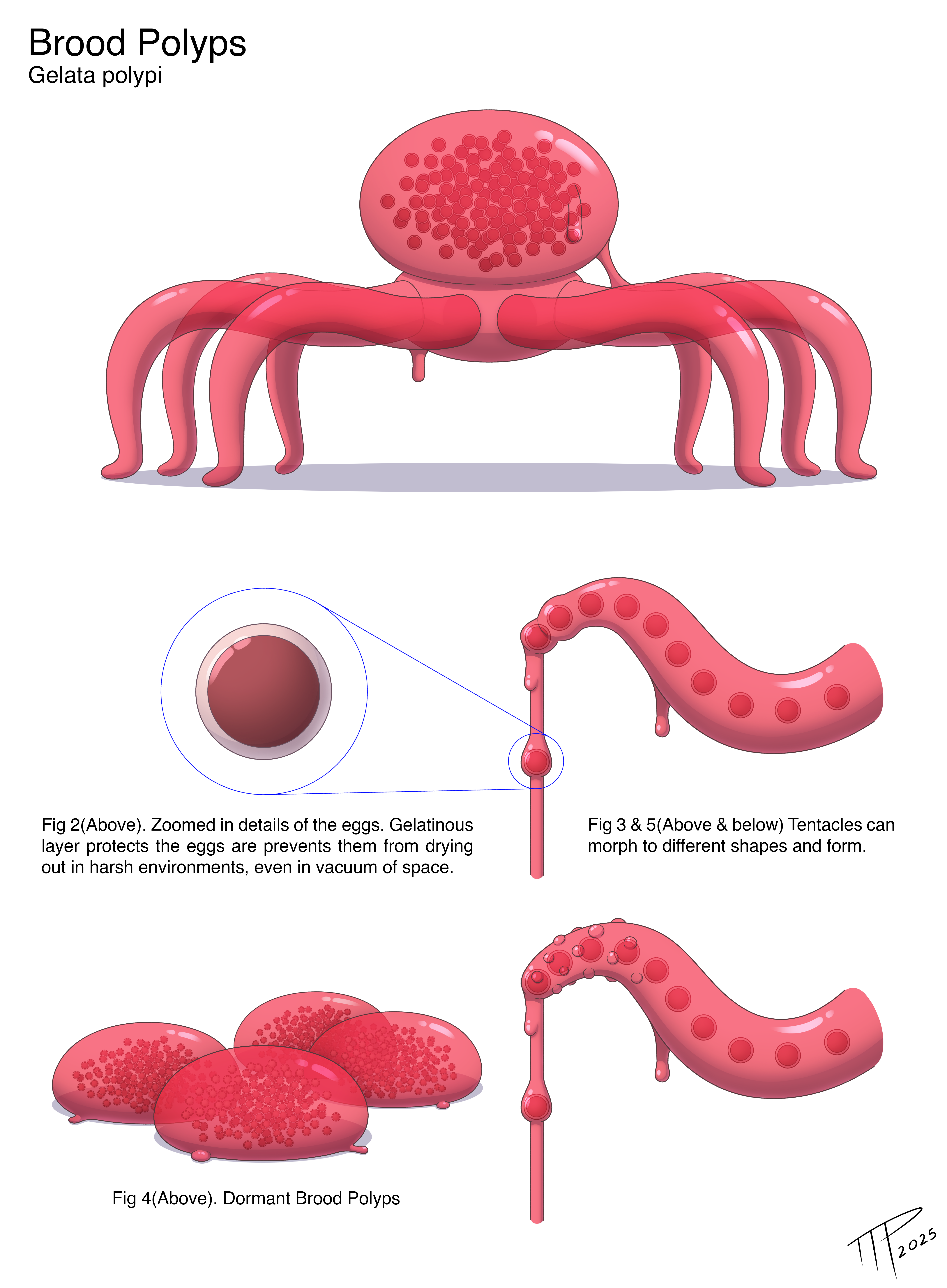 BroodPolyp