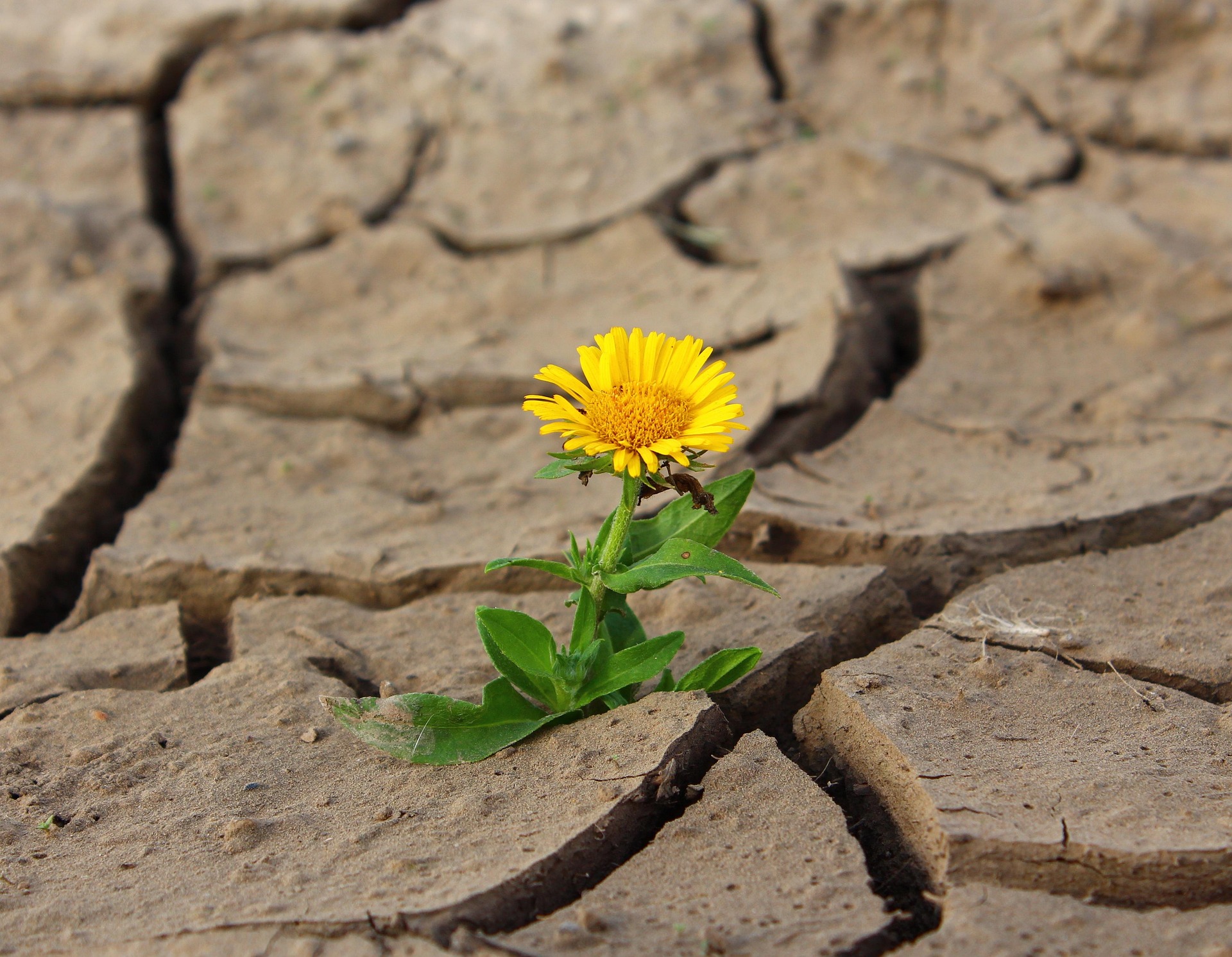 A dandelion growing out of a crack in hard, barren earth