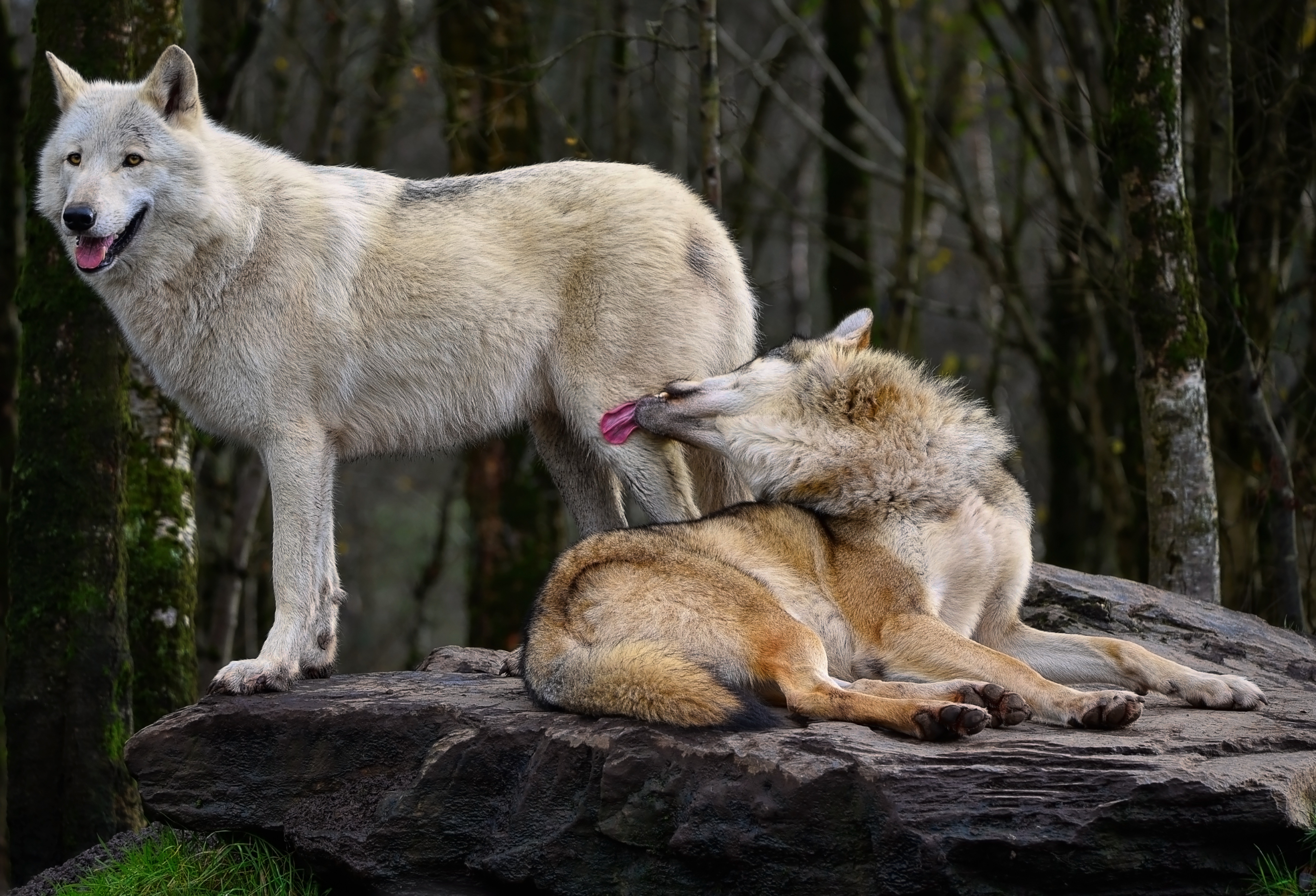 Two timber wolves on a rock in a forest, with one lying down, licking the other, who is standing and panting