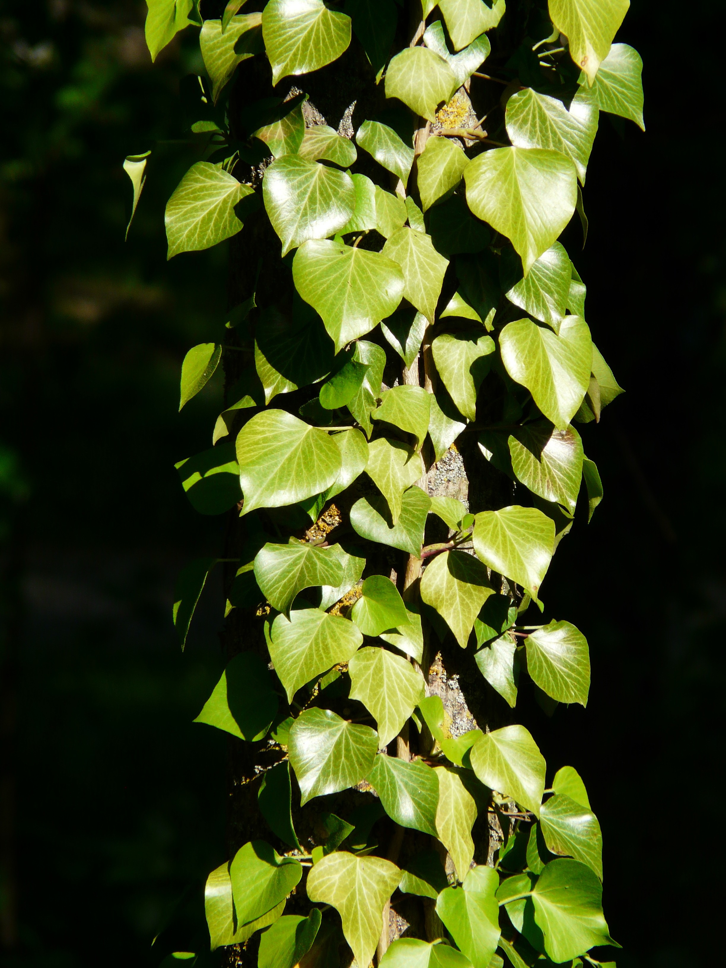 hans-ivy-55812.jpg Bright green ivy on a sunny summer's day