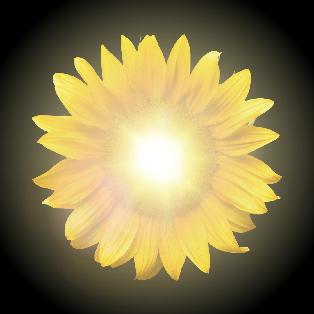 A sunflower against a dark background, radiating the light of a sun