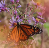 a Monarch butterfly amongst the asters