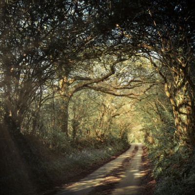 jplenio1.png Path with trees in an arch