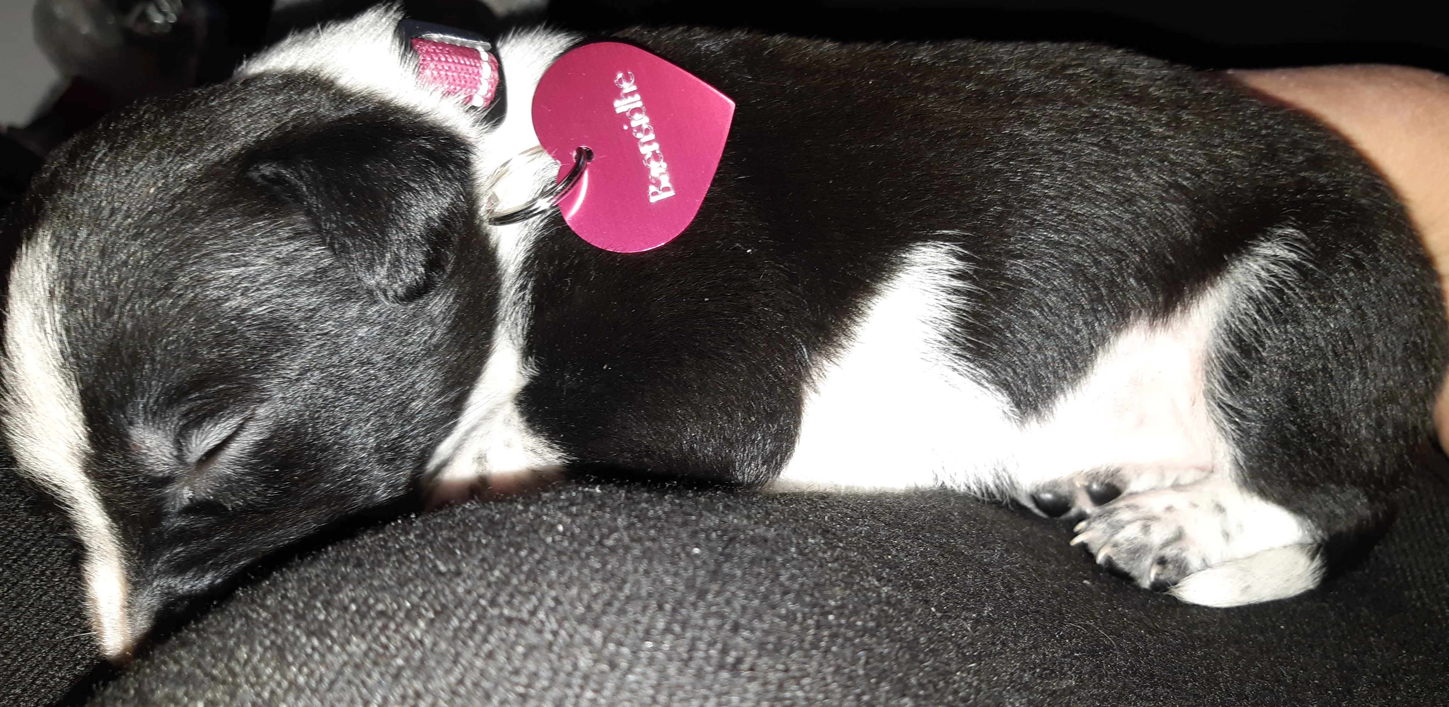 PuppyBeansidhe.webp