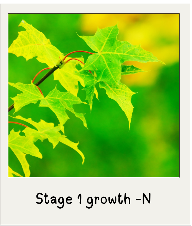 green maple leaves in a polaroid-style frame