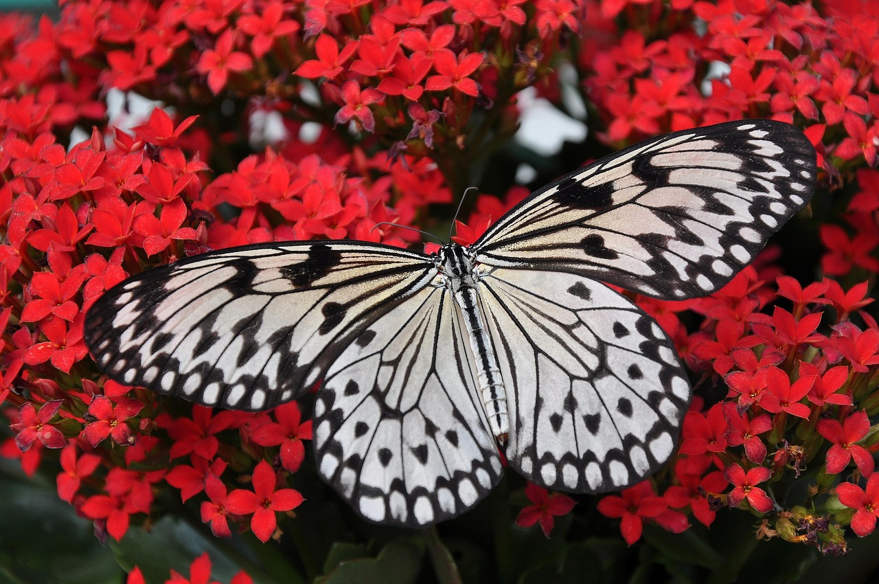 butterfly-red-flowers.jpg A black and white butterfly on a field of red flowers