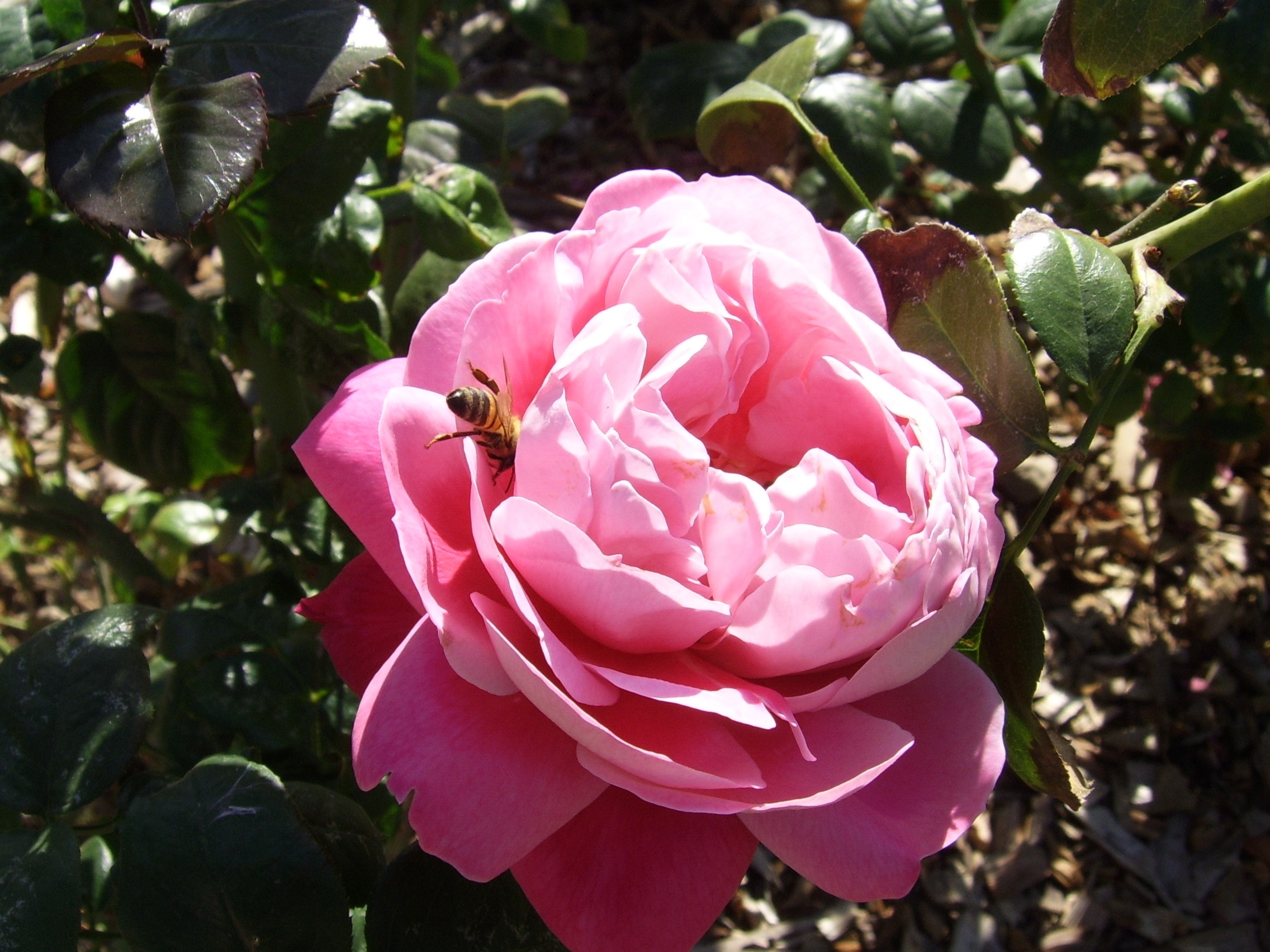 publicdomainpictures-spring-20019.jpg A large pink rose with a honeybee