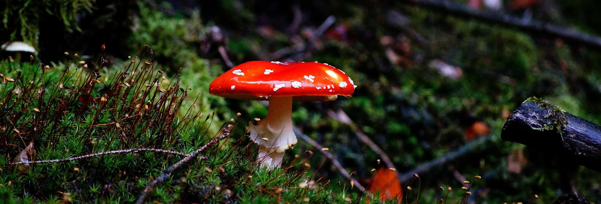 A bright red amanita mushroom on a lush forest floor