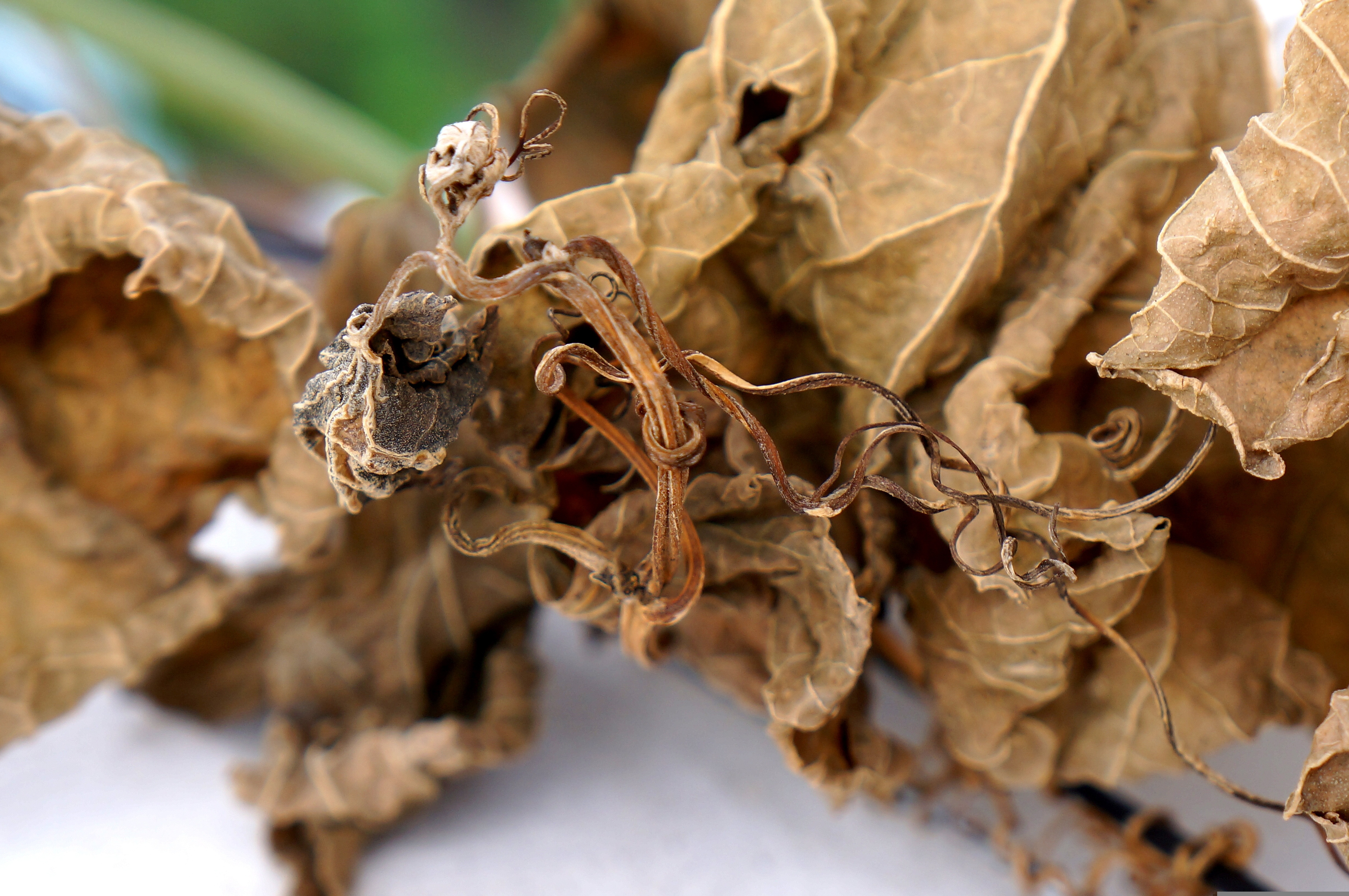 A close up of dry, withered grape leaves
