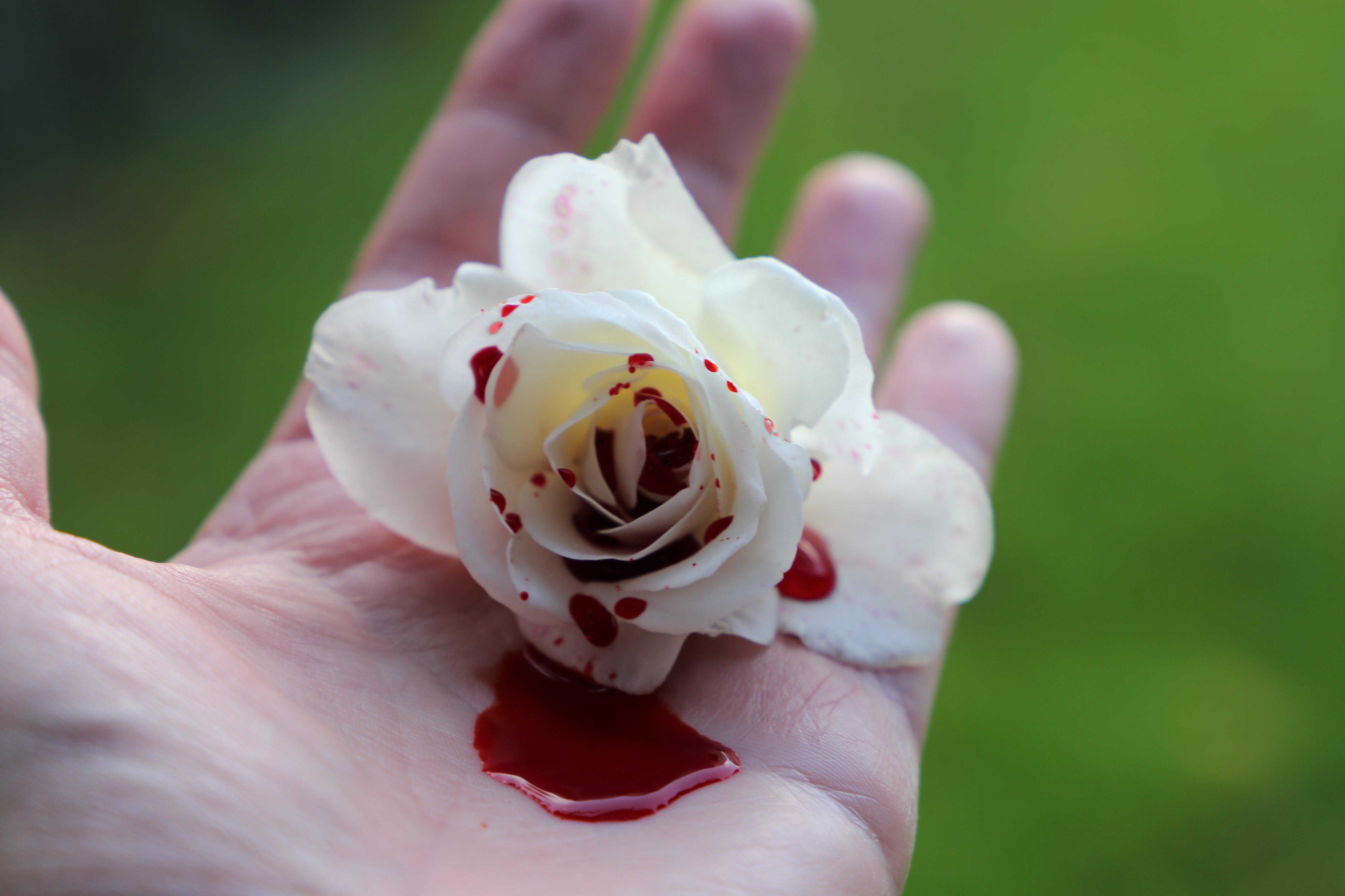 A blood-spattered white rose in the palm of someone's hand, on a green background