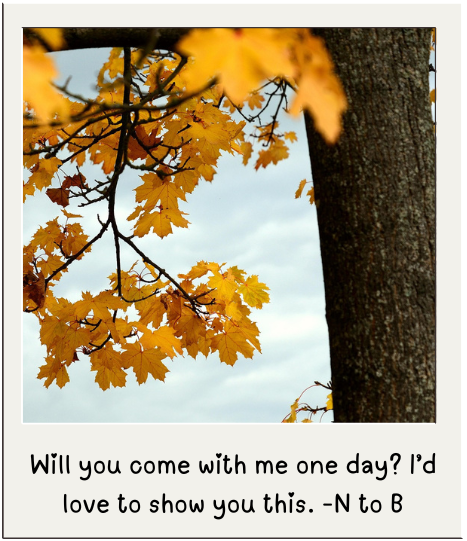 polaroid picture of maple tree with orange leaves; 