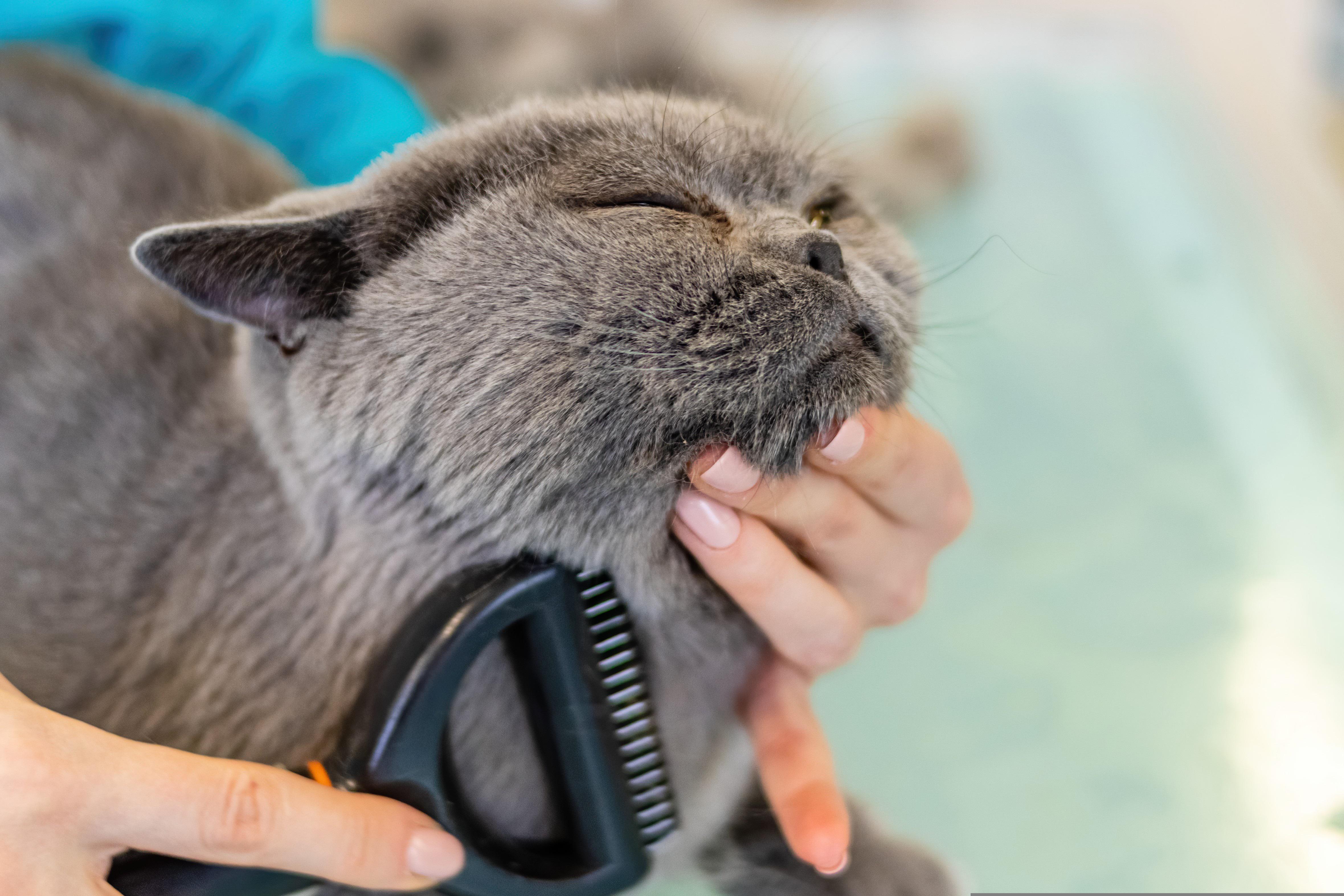 A smoke grey cat being held for brushies, and clearly enjoying it