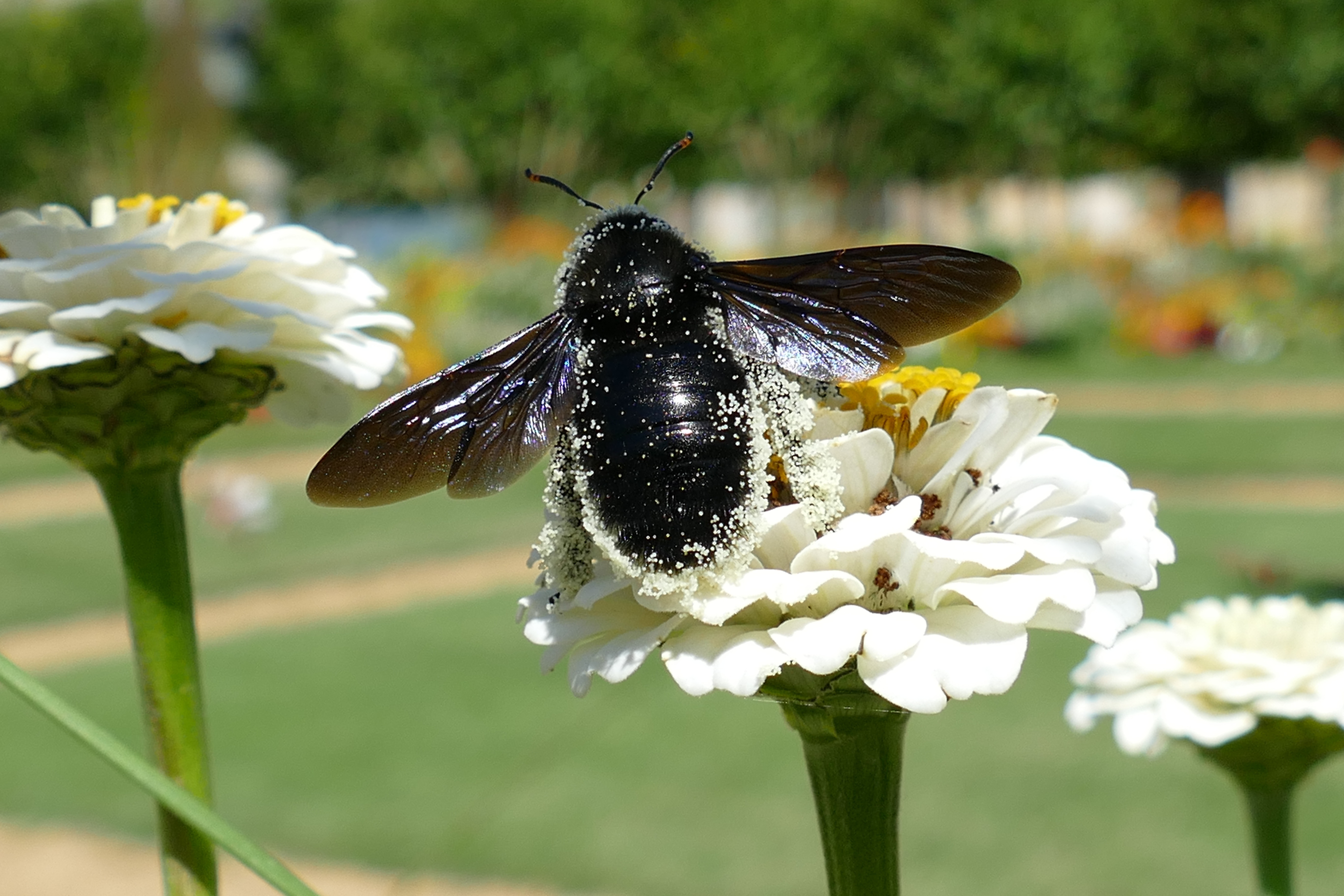 mrsbrown-bumblebee-2652493.jpg A very large bumblebee, covered in pollen, perched on a white flower