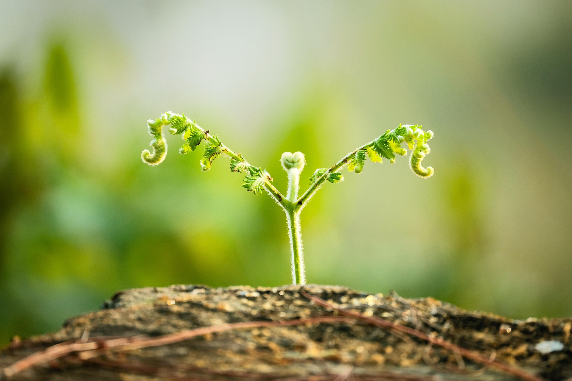 tiensinh-leaves-7194981_1920.jpg A close up of a green fern sprout unfurling its fronds
