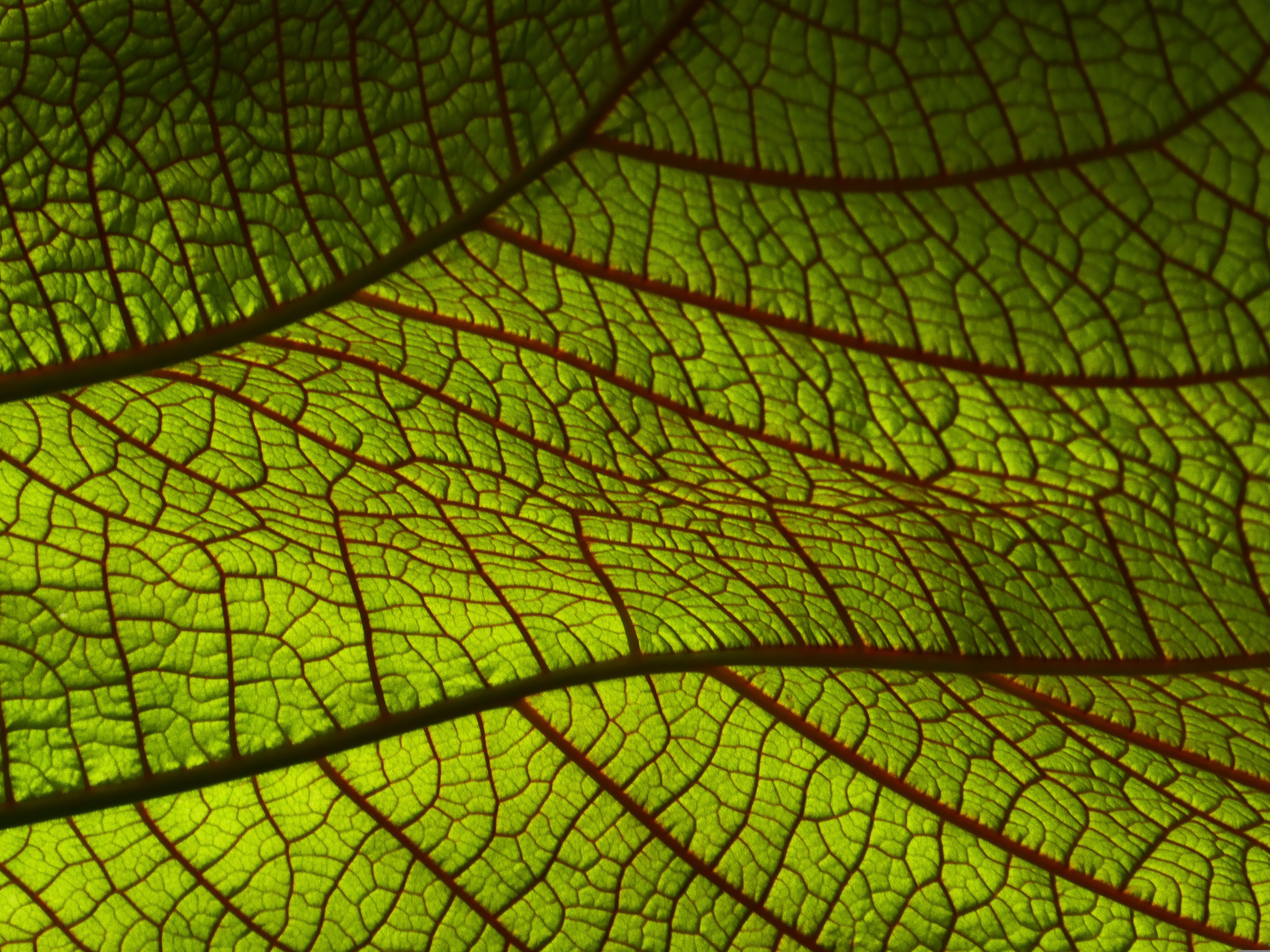 nika_akin-leaf-4764359.jpg A closeup view of red veins in a green leaf