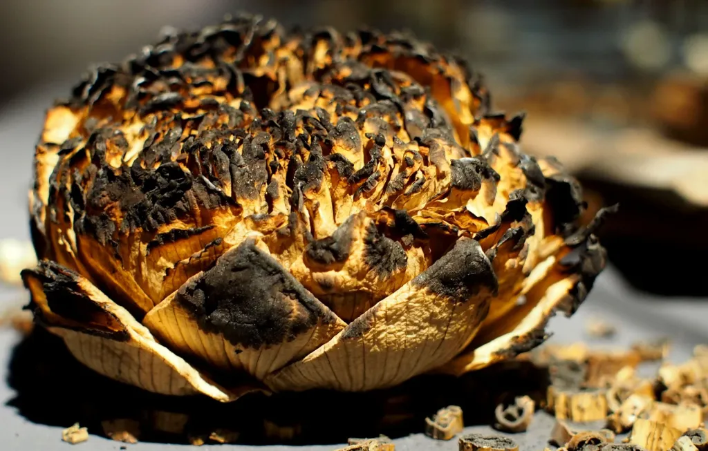 66-lotus-flower_burnt-flower