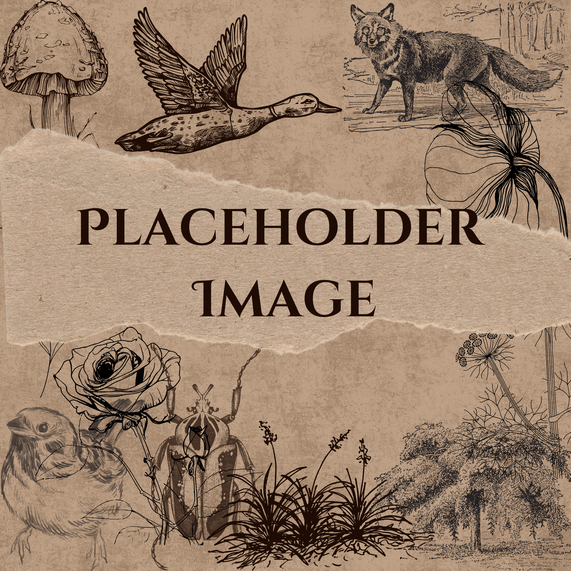 Placeholder Image.png