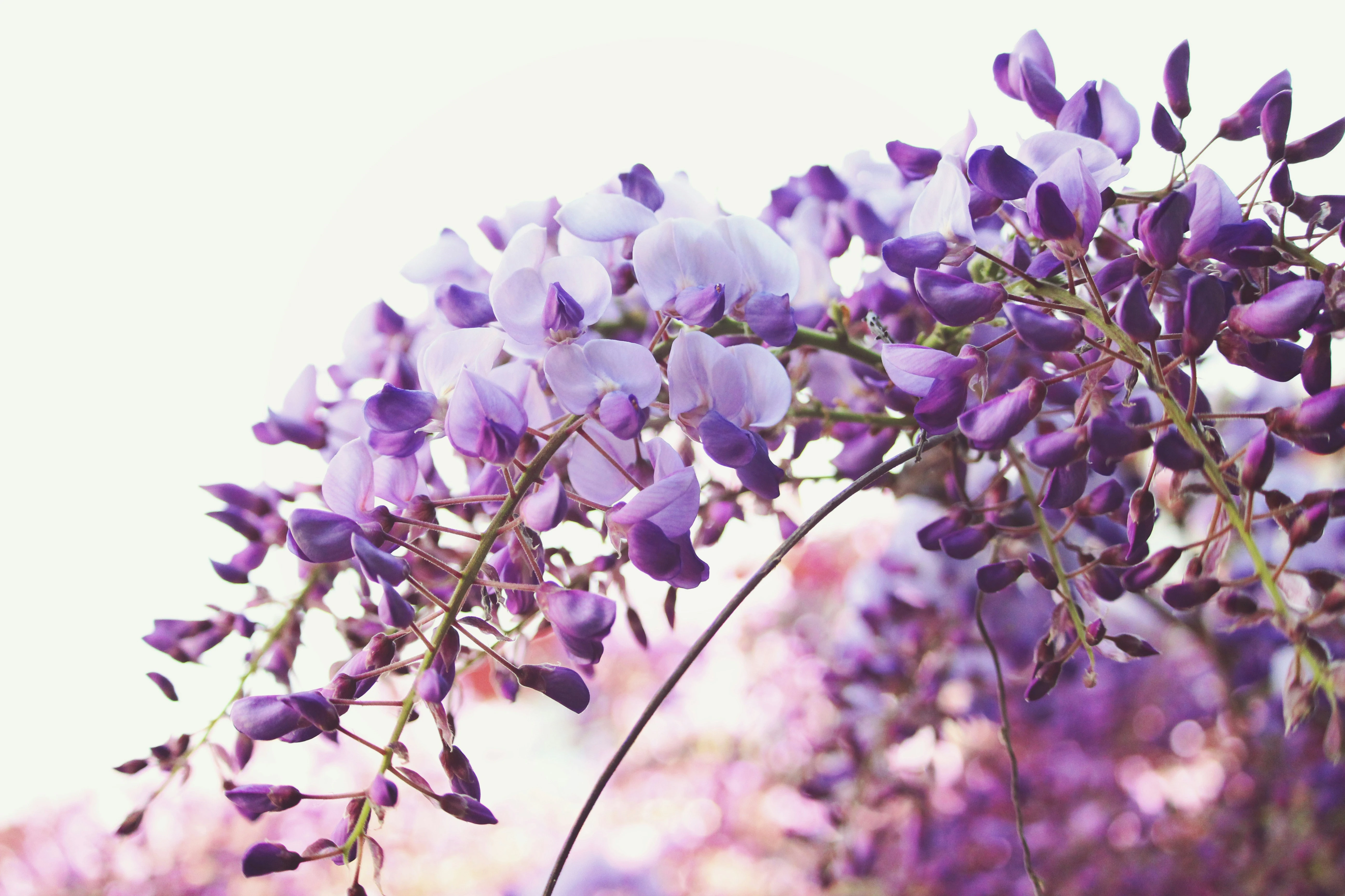 Wisteria Blossoms