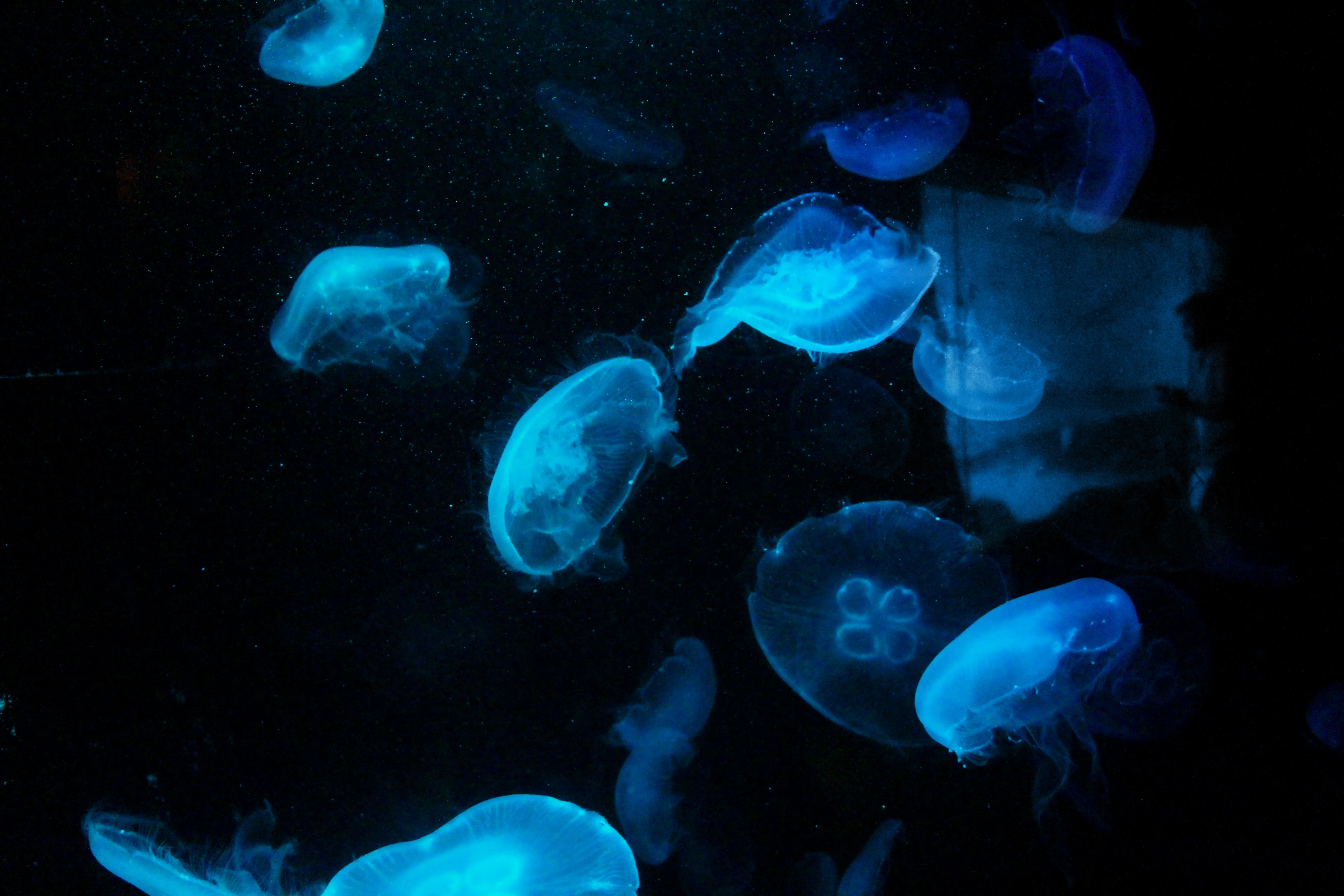 Bioluminescence