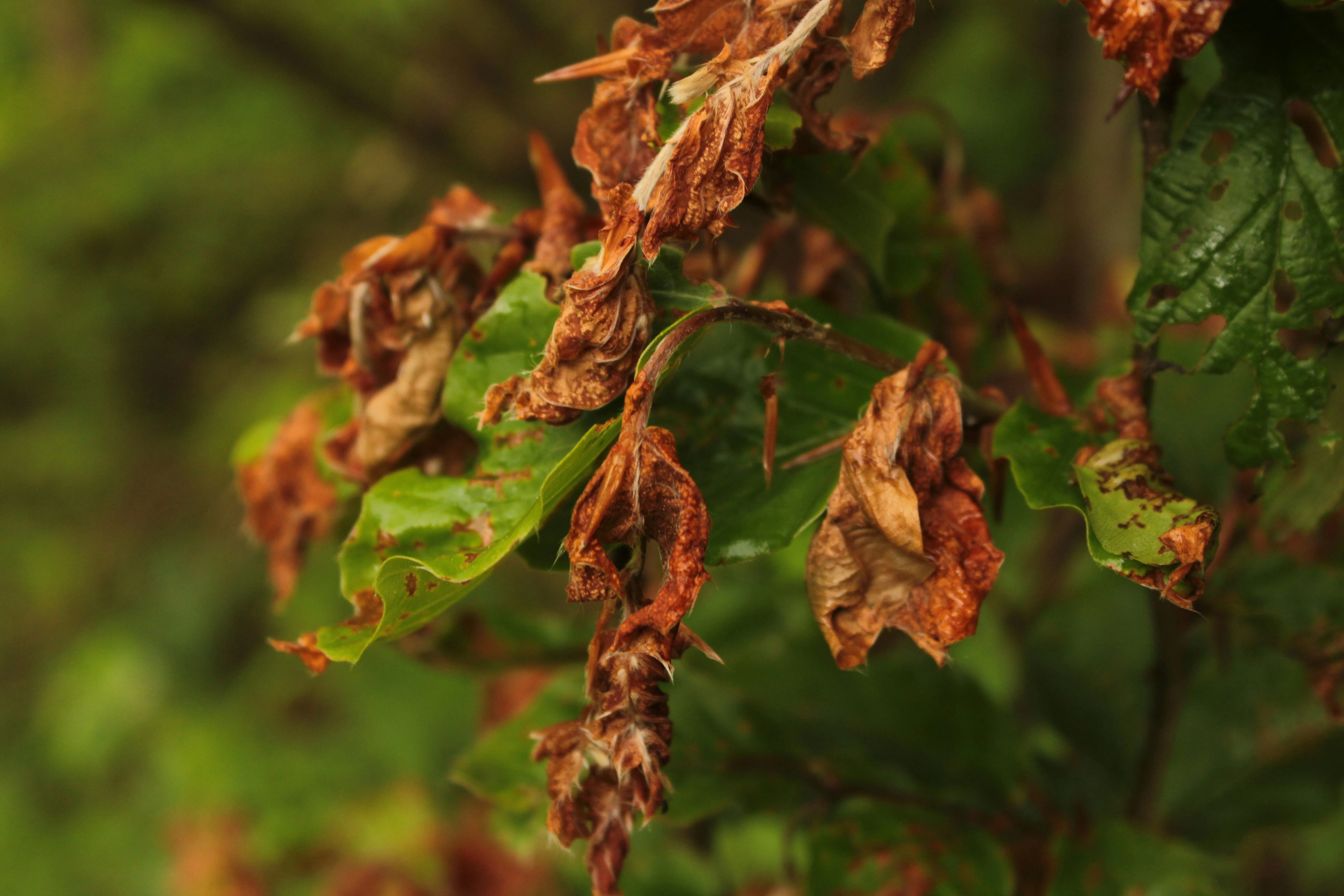 Fire Blight