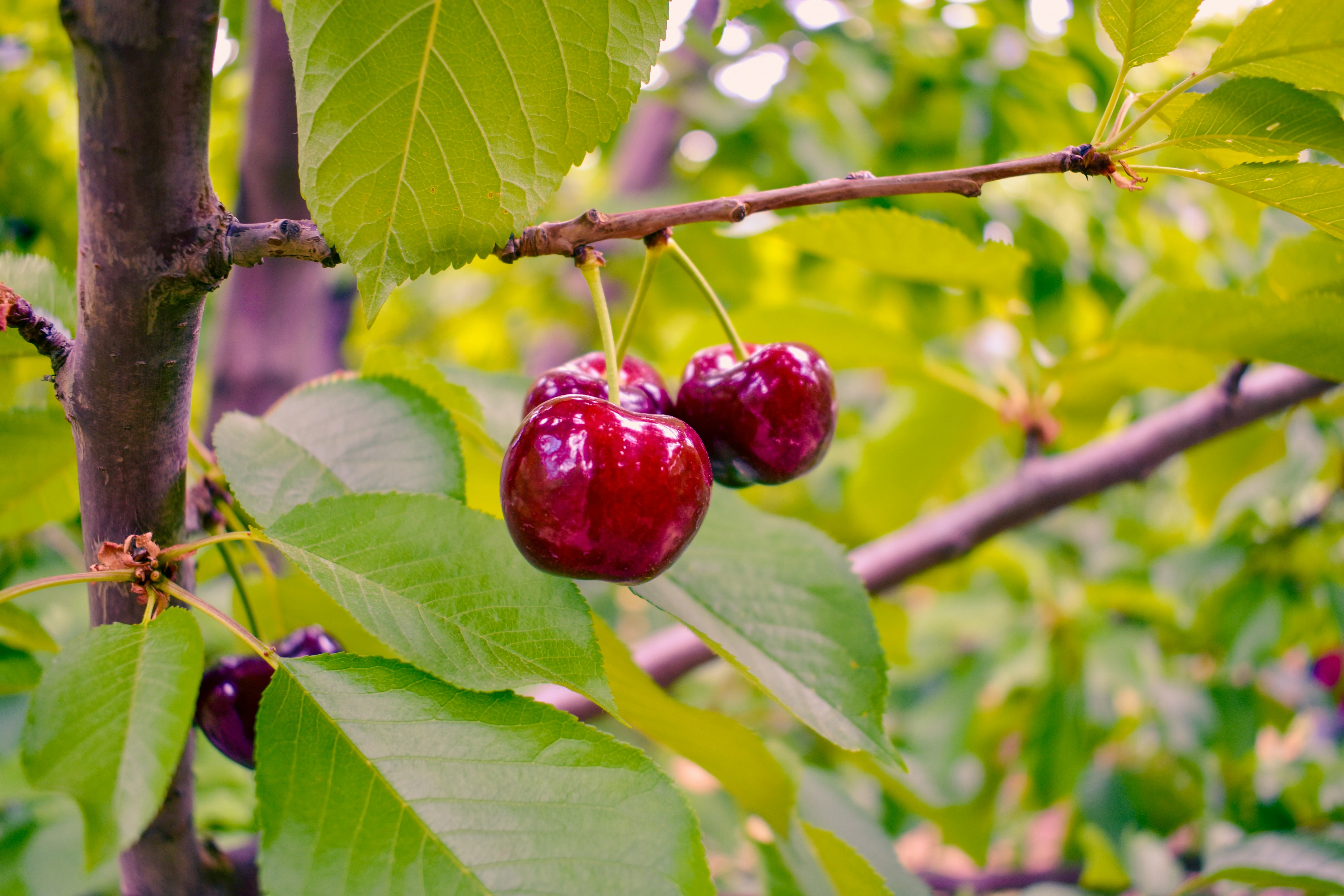 Cherries