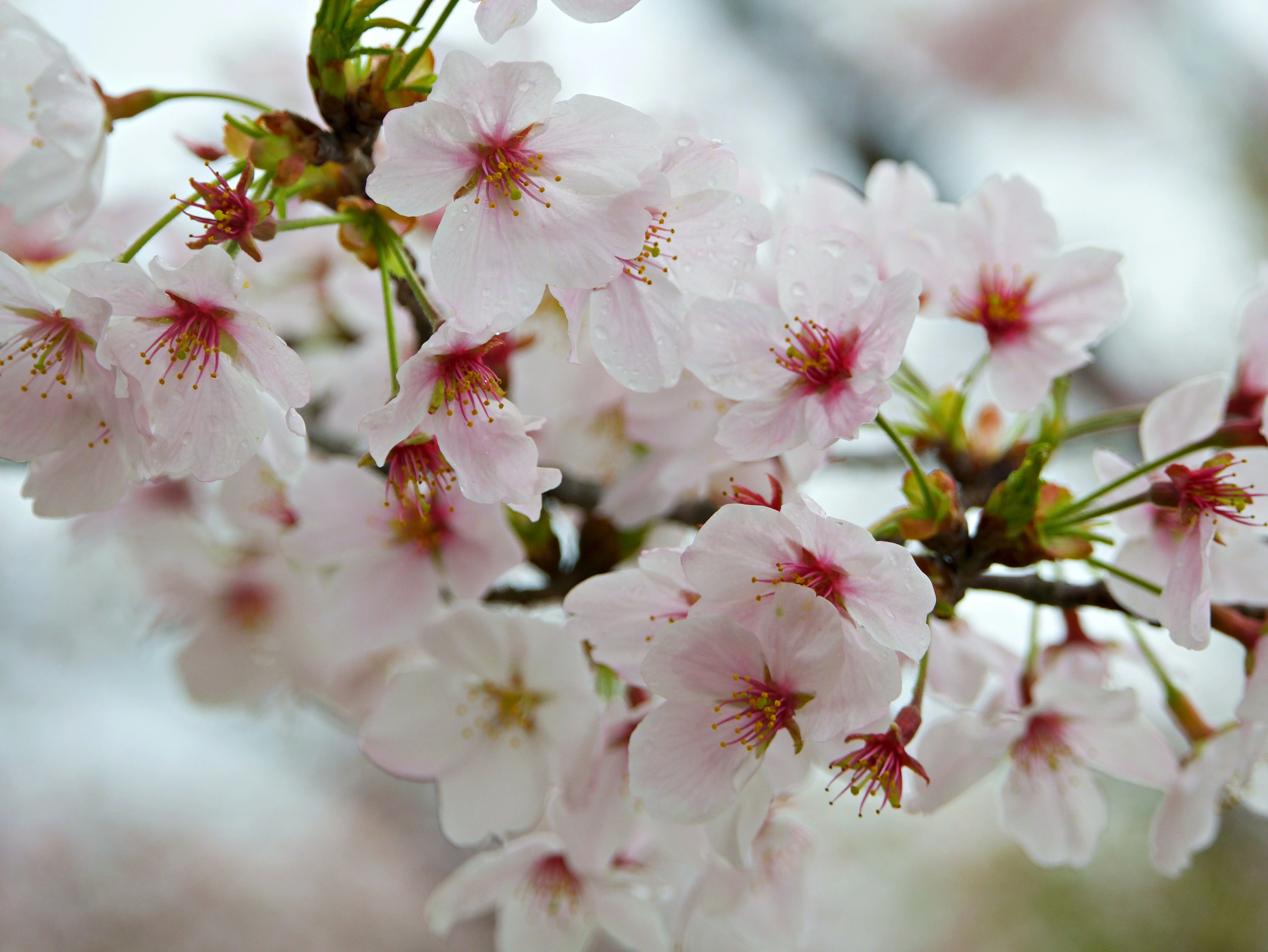 Delicate Blossoms