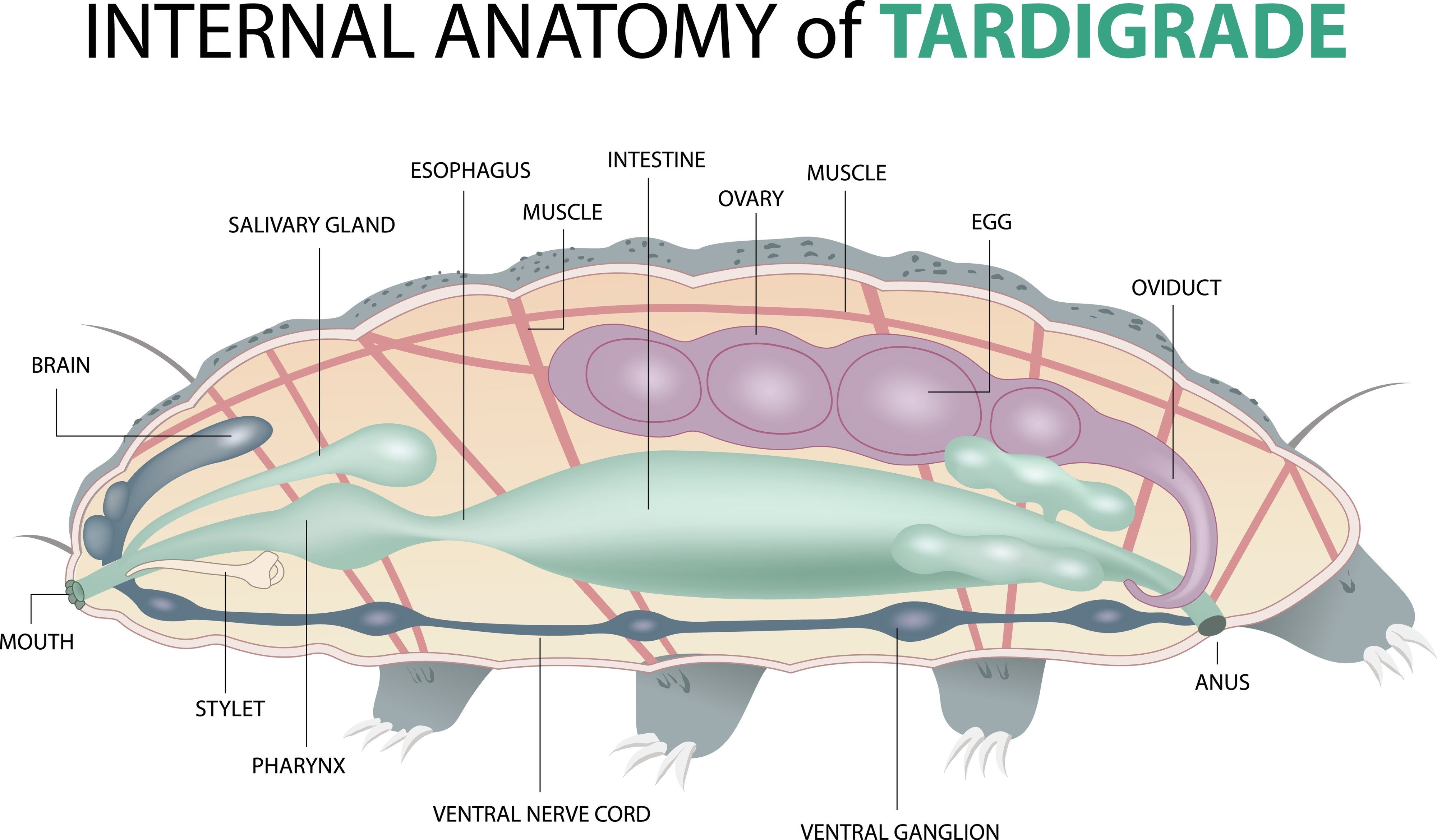 tardigrade.jpg