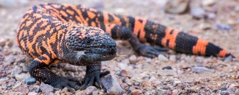 Gila Monster